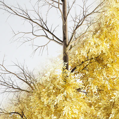 Ash Tree 01 — Вид 2