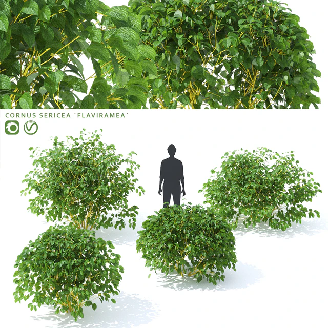 Desert Scion | Cornus sericea `Flaviramea` — Descargar
