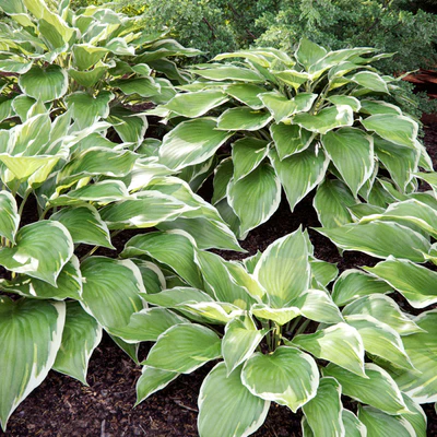Hosta — Вид 2
