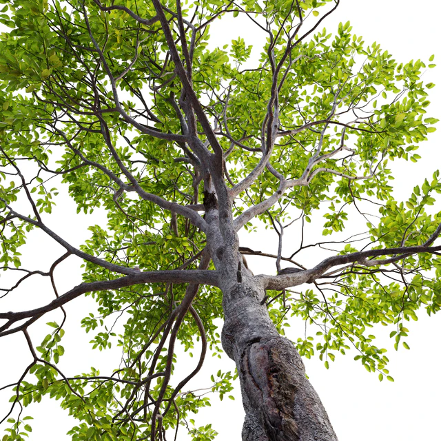Plum tree — Descargar