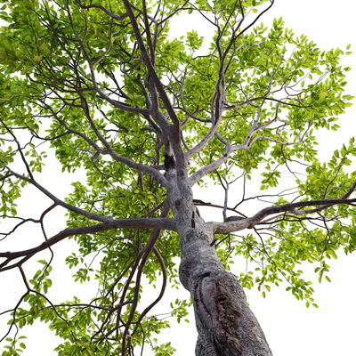 Plum tree — Ver 3