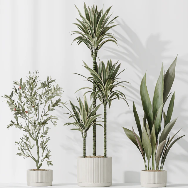 Indoor plants set 63 — Descargar