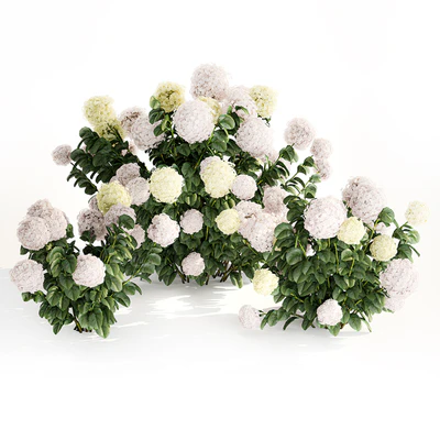 Three beautiful white hydrangea bushes with flowers for the garden, hedge, plant collection 1180 — Ver 5