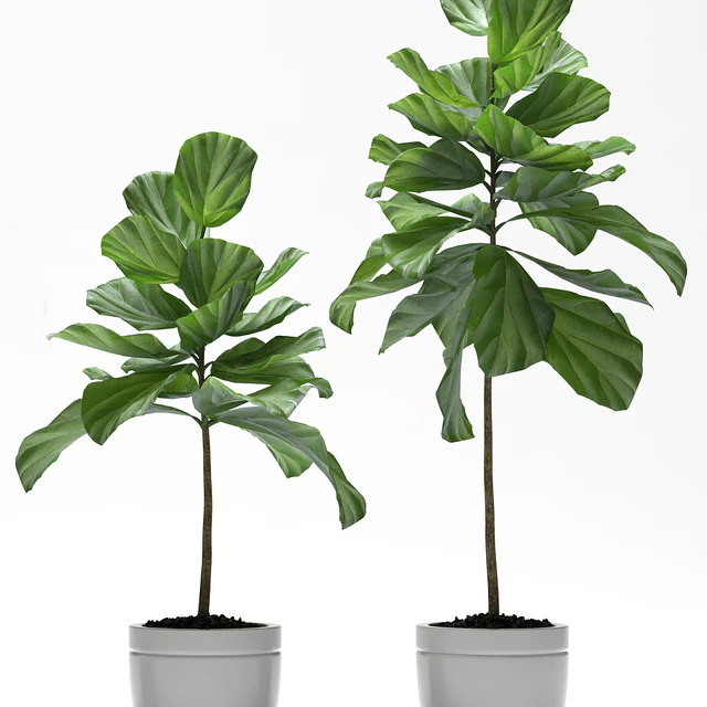FIG PLANTS — Скачать