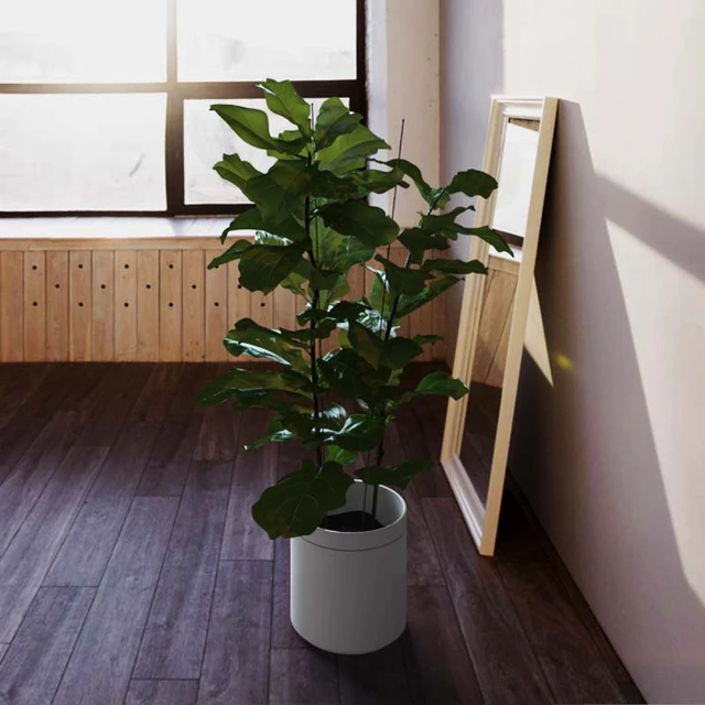 Ficus \ lyrate — Descargar