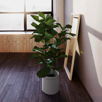 Ficus \ lyrate — Ver 2
