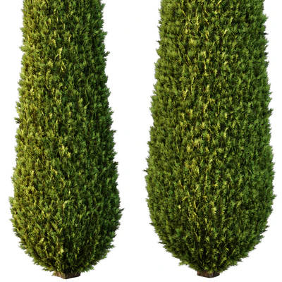 Italian Cypress Tree02 — Ver 3