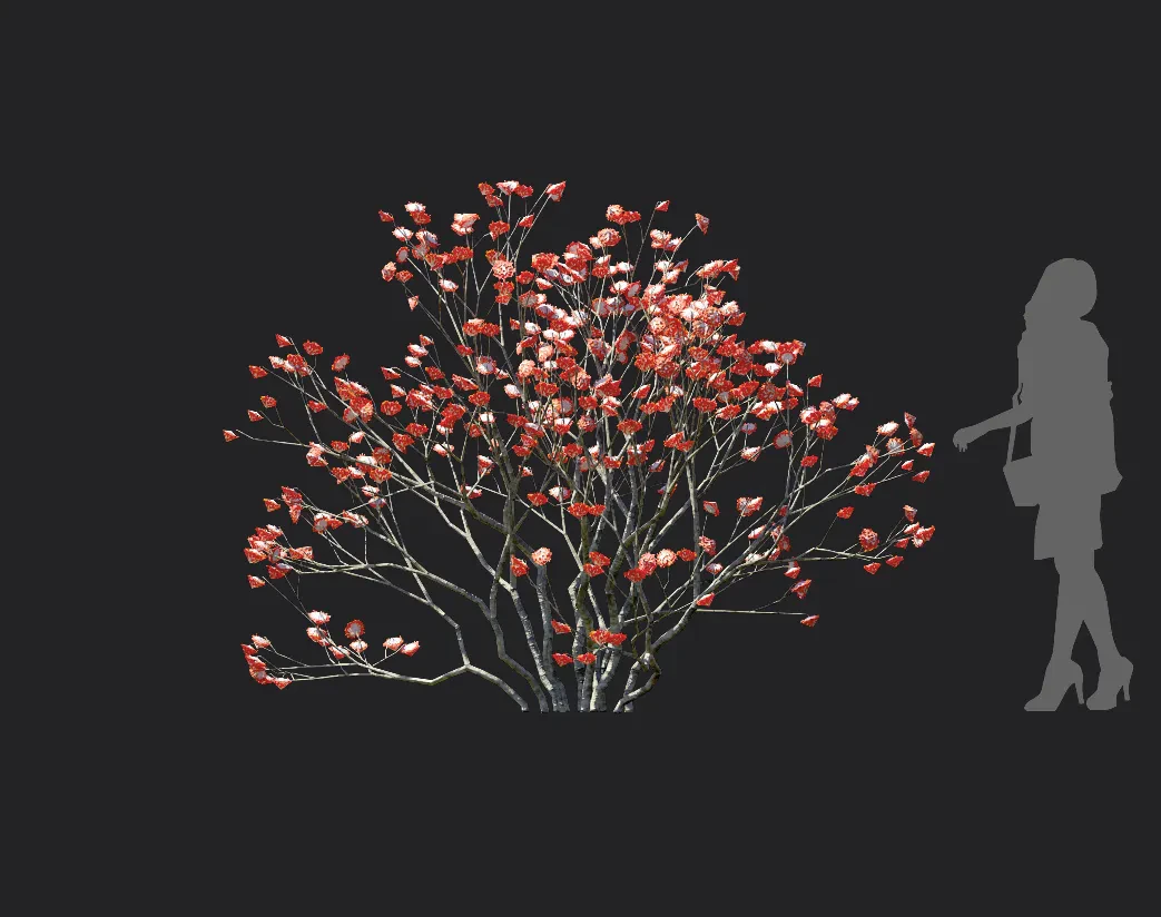 edgeworthia chrysantha 005 — Download