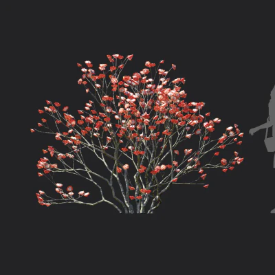 edgeworthia chrysantha 005 — Download