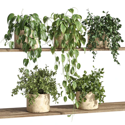 Plants on Shelf 32 — View 3