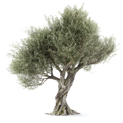 Оливковое дерево 1 (Olive tree) — Вид 1