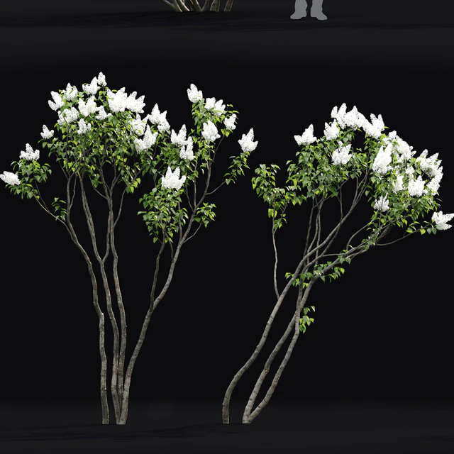 Syringa vulgaris #3 — Скачать