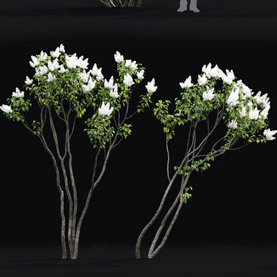 Syringa vulgaris #3 — Вид 2
