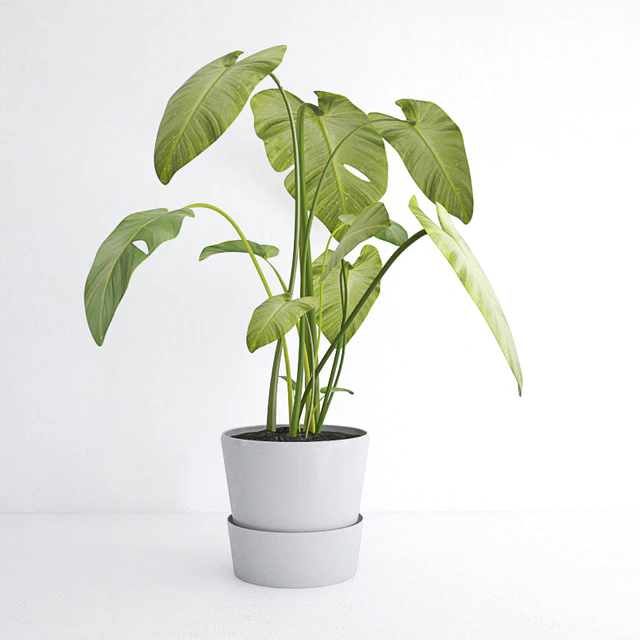 plant — Скачать