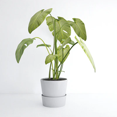 plant — Скачать