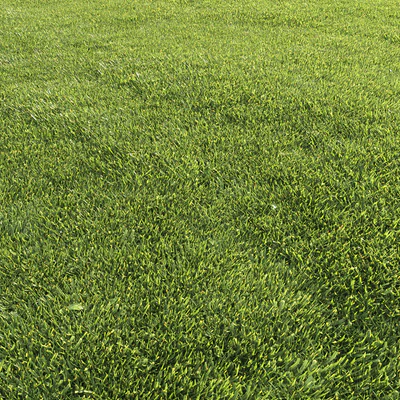 Lawn grass — Ver 3