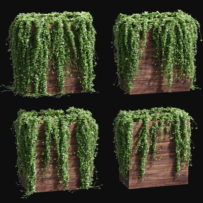Ivy in tubs. 4 models — Ver 1