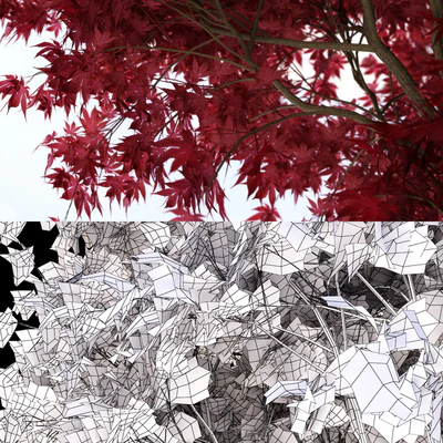 Palm maple | Acer palmatum atropurpureum — Ver 2