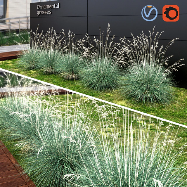 Ornamental grass dry blue — Descargar