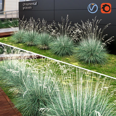 Ornamental grass dry blue — Ver 1