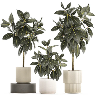 Beautiful tree in a pot Ficus rubbery, elastica, Ficus Abidjan, Ficus Robusta. Plant collection 1243 — Ver 1