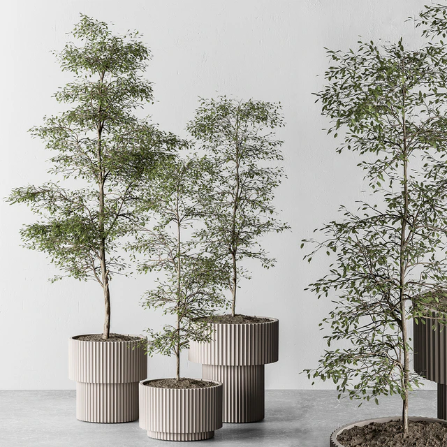 indoor Plant 497 - Sapling Tree — Descargar