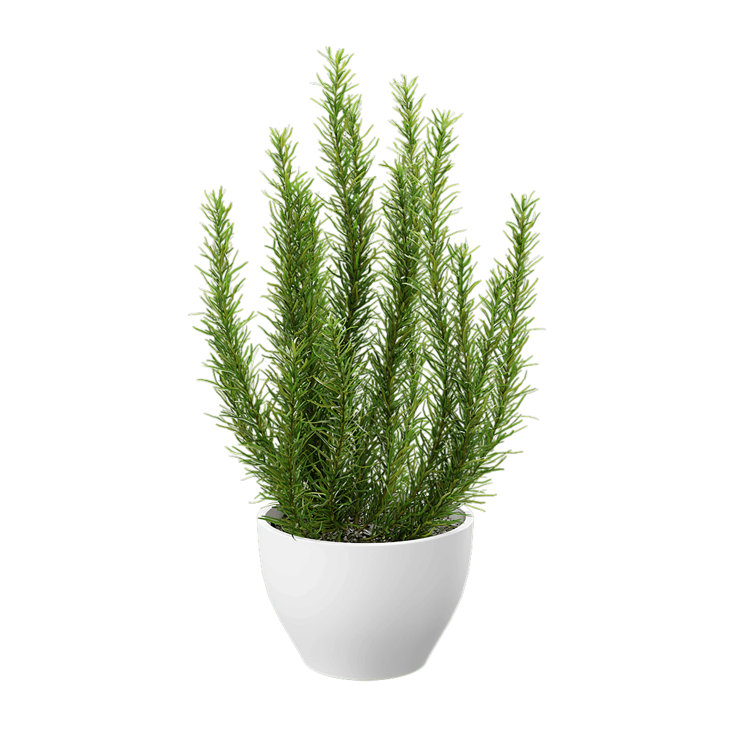 plant rosemary — Descargar