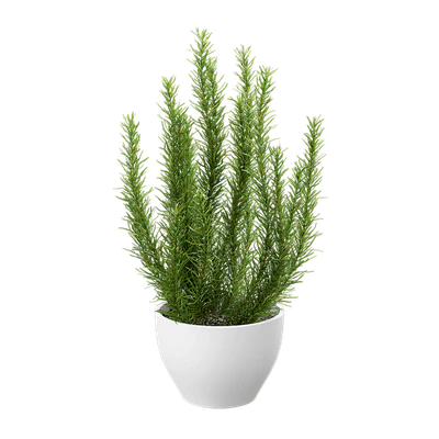 plant rosemary — Descargar