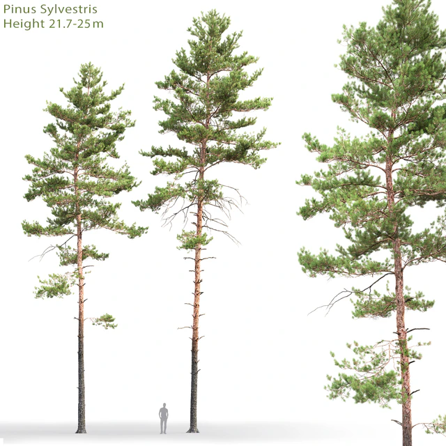 Pine — Скачать