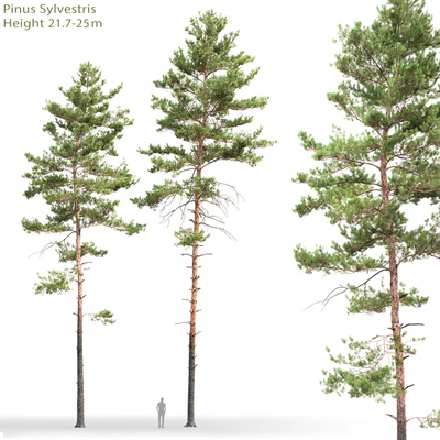 Pine — Вид 1