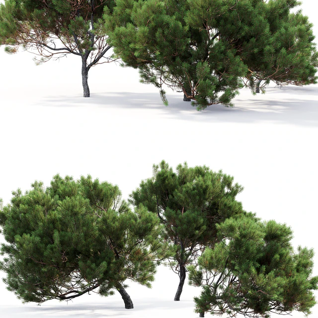 Pine — Скачать