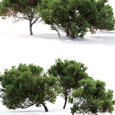 Pine — Вид 2