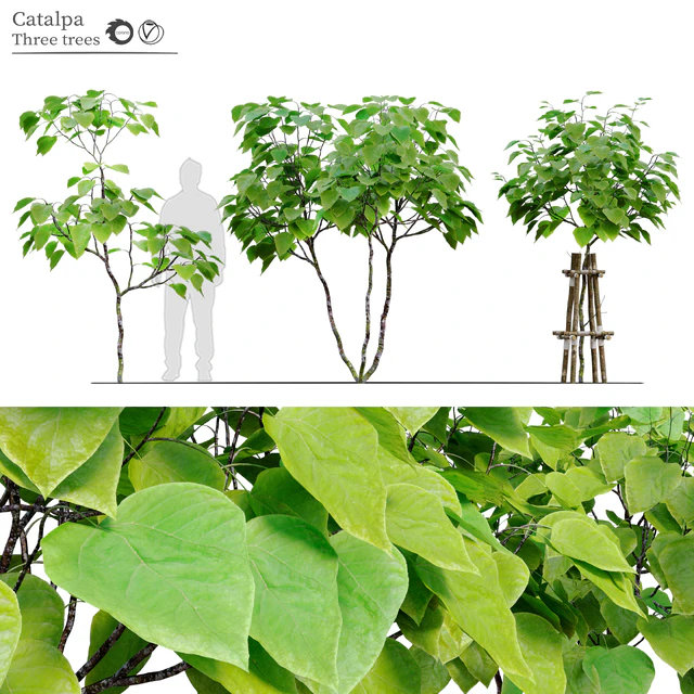 catalpa tree — Descargar