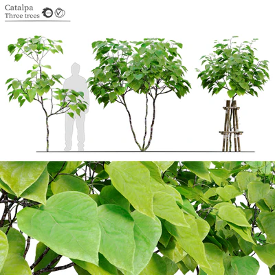 catalpa tree — Ver 1