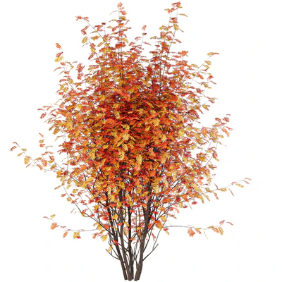 Street Tree vol. 2 - Рябина — Вид 1