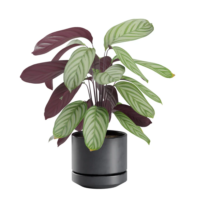 Indoor Plant Pack 30 — Download