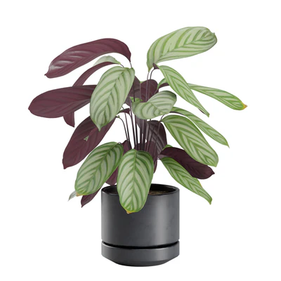 Indoor Plant Pack 30 — View 4