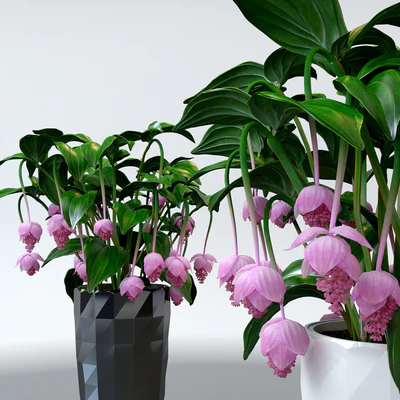 Medinilla magnificent / Medinilla Magnifica in pots Lechuza — Ver 3