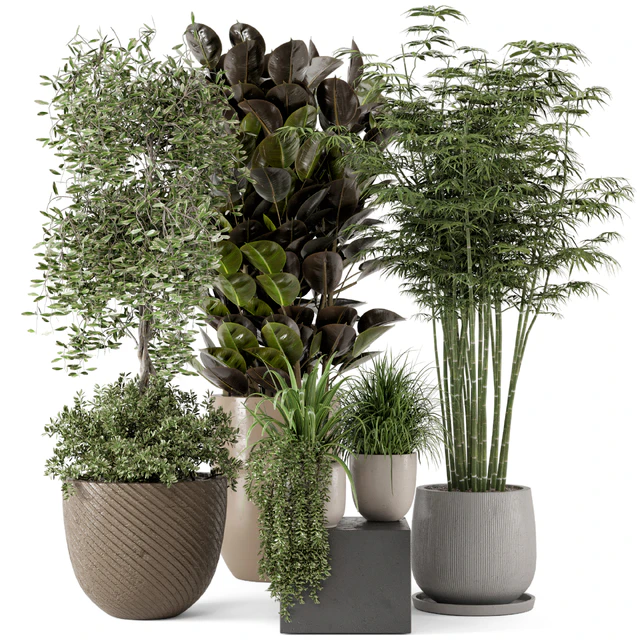 Indoor Plants in rusty Concrete Pot - Set 229 — Descargar