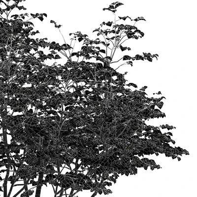 beautiful hazel leaves — Ver 4