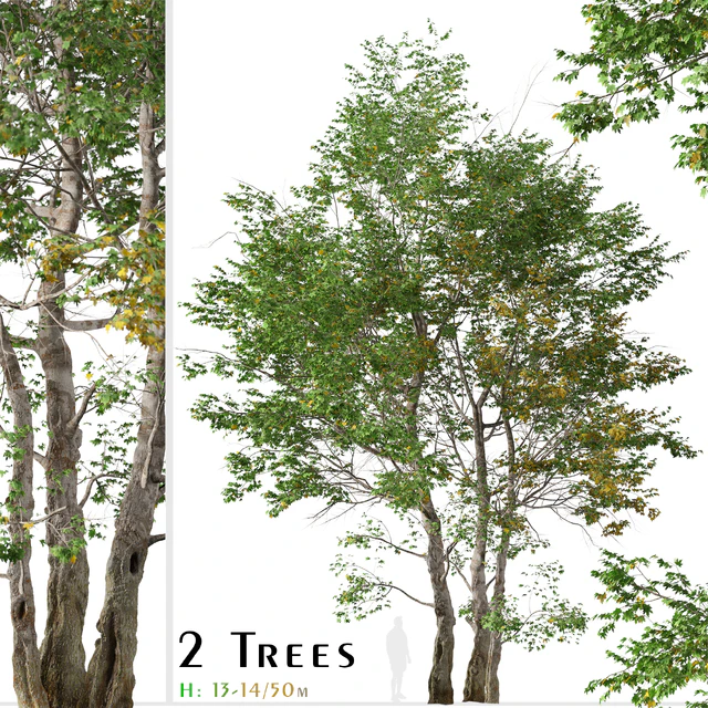Set of California Sycamore Tree (Platanus racemosa) (2 Trees) — Descargar