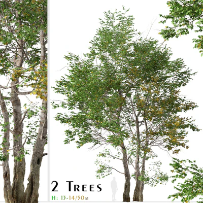 Set of California Sycamore Tree (Platanus racemosa) (2 Trees) — Ver 1