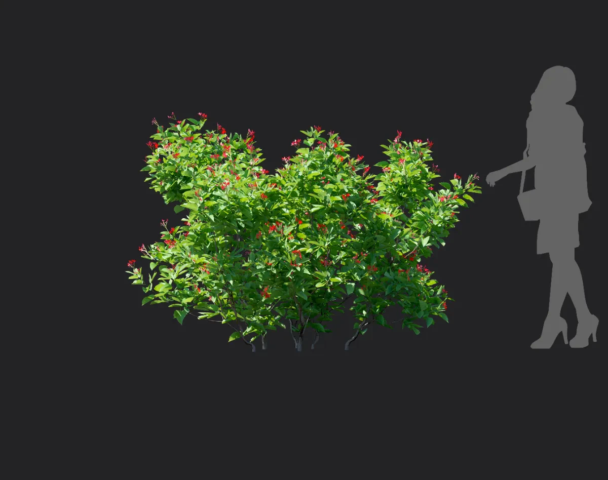 jatropha integerrima 004 — Скачать