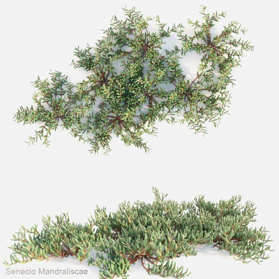 Senecio mandraliscae — Descargar
