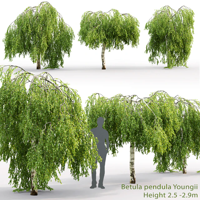 Betula pendula Youngii # 2 (2.5-2.9m) — Descargar