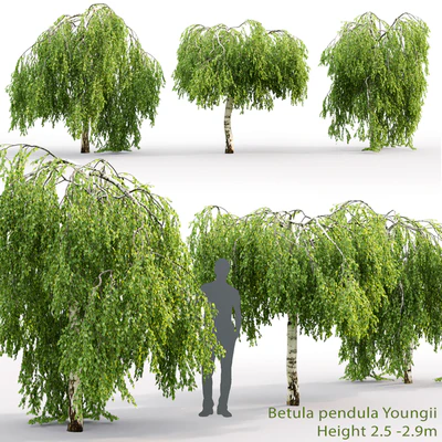 Betula pendula Youngii # 2 (2.5-2.9m) — Ver 1