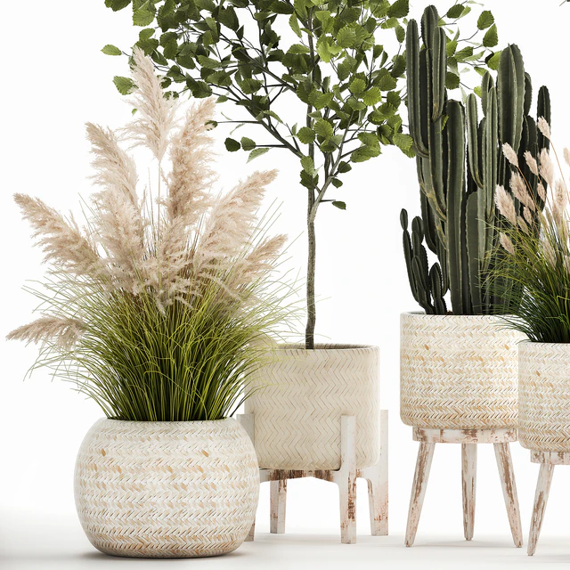 Collection of plants in white baskets with pampas grass, tree, olive, cactus, Cereus, hazel, hazel. Set 1035. — Descargar