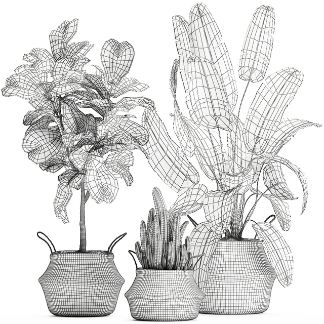 A collection of beautiful plants in black and white baskets with banana palm, Strelitzia, Ficus lirata, cactus. Set 861. — Descargar