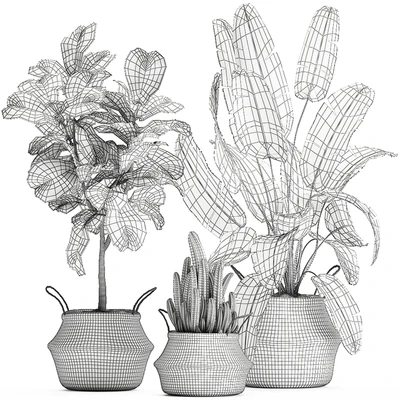A collection of beautiful plants in black and white baskets with banana palm, Strelitzia, Ficus lirata, cactus. Set 861. — Ver 2