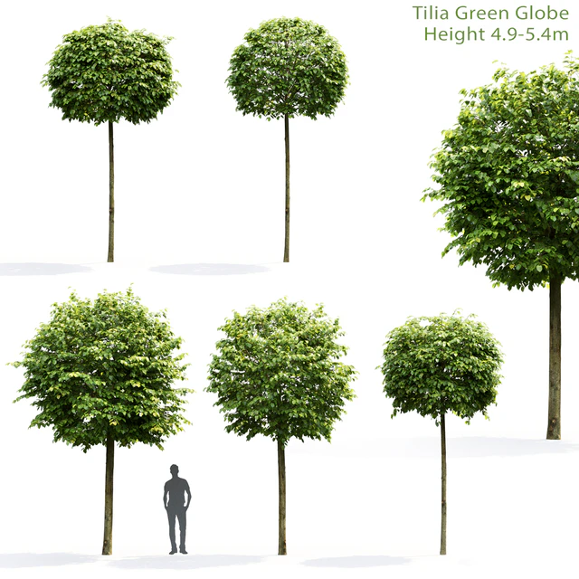 Tilia Green Globe — Скачать